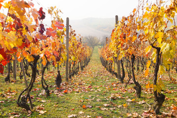 autumn vineyards - 95876555