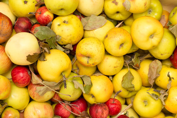 Apples as background