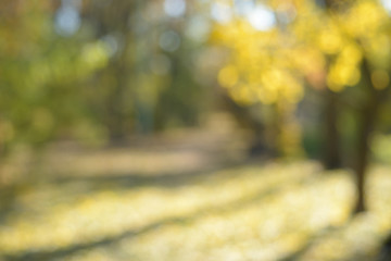 Blurred background of autumn park in sunny day