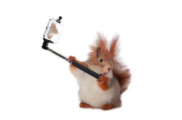 squirrel © fotomaster