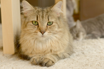Obraz premium close-up of domestic cat portrait