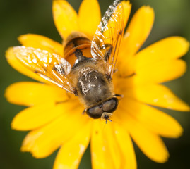 bee on a flower. close