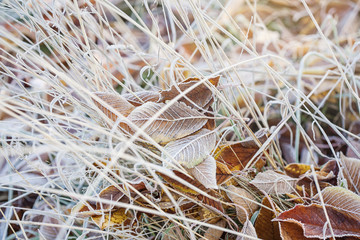 Frozen grass and leaves covered with hoarfrost