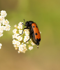 Red beetle on nature. close