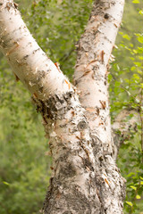 birch trunk wild in nature