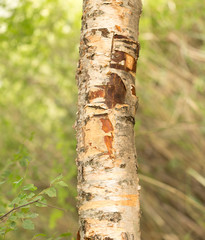birch trunk wild in nature