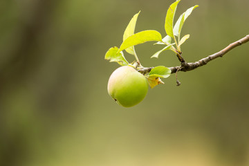 apple on tree in nature