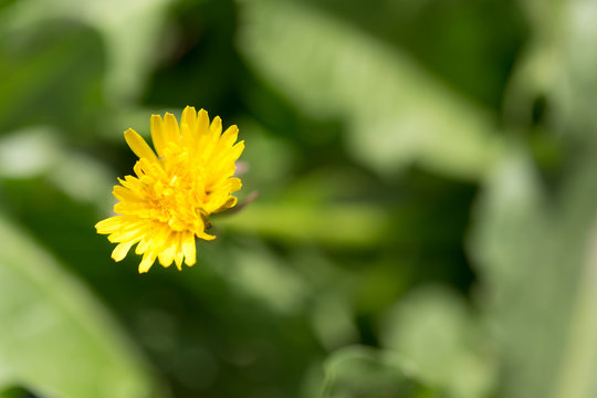 Fototapeta yellow dandelion in nature