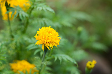 marigold