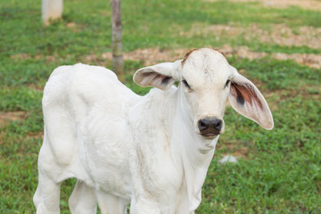 Fototapeta premium young white cow in the pen