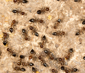 ants on the ground. close