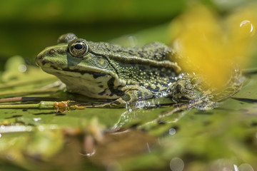 Frosch