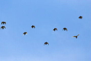 A flock of birds in the blue sky