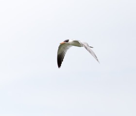 seagull in flight in the sky