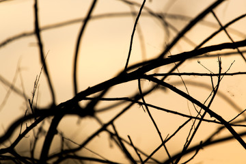 tree branch on a background of dawn