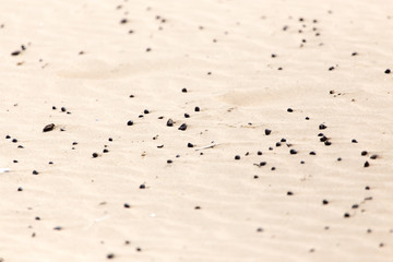 sheep's droppings in the sand