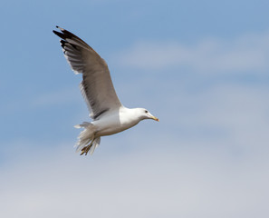 seagull in flight in the sky