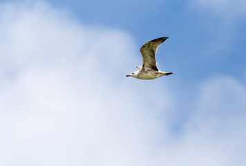 seagull in flight in the sky
