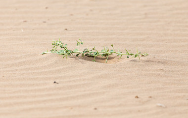 a plant in the sand in the desert