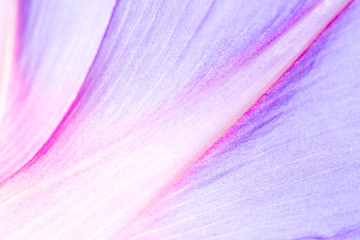 blue flower as a background. close - Powered by Adobe