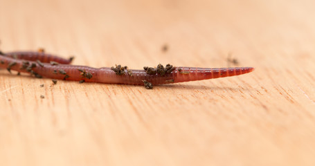worm on wooden board