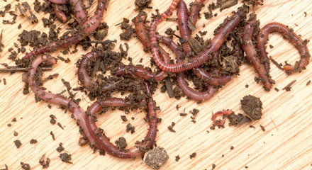 worm on wooden board