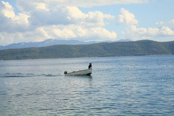 Obraz premium Dog in boat