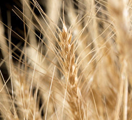 ears of wheat on a black background