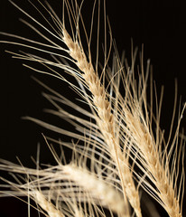 ears of wheat on a black background