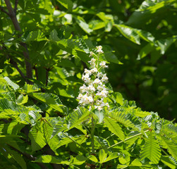 flowers of chestnut tree