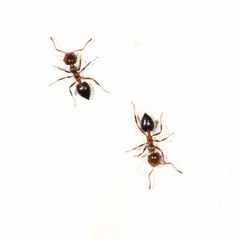 ants on a white wall