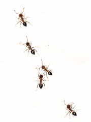 ants on a white wall