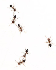 ants on a white wall