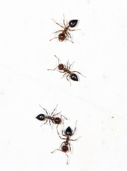 ants on a white wall