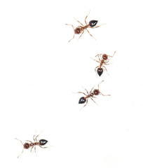 ants on a white wall