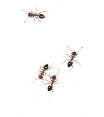 ants on a white wall