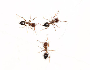 ants on a white wall