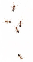 ants on a white wall