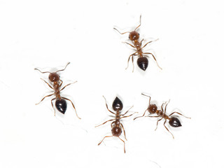 Fototapeta premium ants on a white wall
