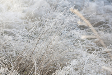 Hoarfrost on dry grass in winter time.