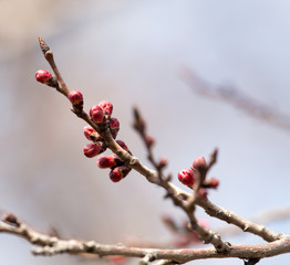 swollen buds with flowers on a tree in spring