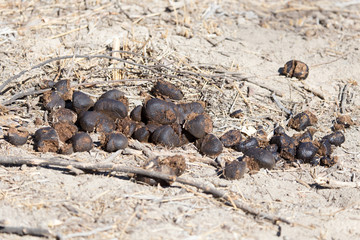 Feces of horses. Feces of horses eating grass on the ground.