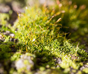 moss in nature. macro
