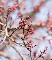 swollen buds with flowers on a tree in spring
