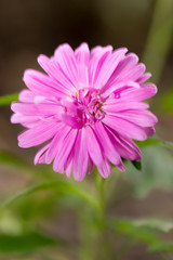 Obraz premium pink flower in nature