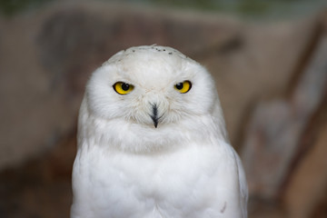 Snowy owl in Antwerp Zoo, Belgium