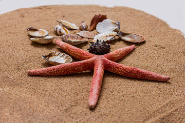 Sea Shell on the Sand