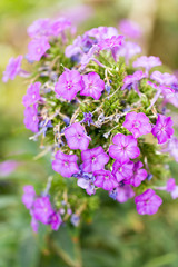 purple flower in nature