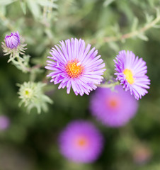 purple flower in nature