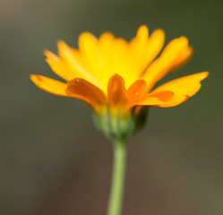 yellow flower in nature